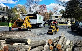 Professional Tree Removal and Landscaping Services in Lake Dalecarlia, IN